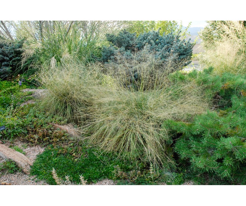 Alkali Sacaton